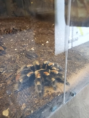 Brachypelma hamorii
