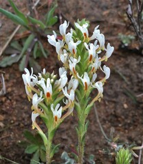 Hebenstretia integrifolia