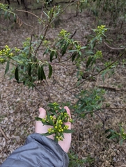 Barkleyanthus salicifolius