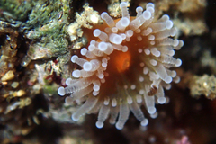 Corynactis californica