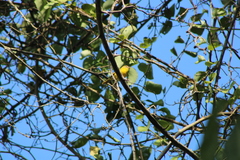 Erythrocercus holochlorus