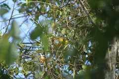 Erythrocercus holochlorus