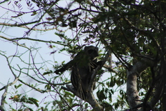 Cercopithecus mitis albogularis