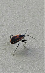 Dindymus circumcinctus