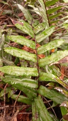Blechnum wattsii