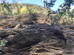 Pachydactylus geitje