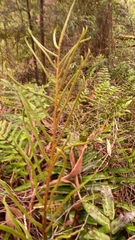 Blechnum wattsii