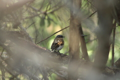 Batis mixta