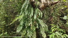 Stenochlaena palustris