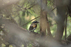Batis mixta