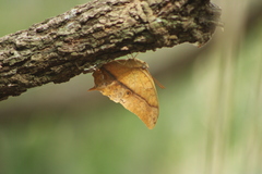 Charaxes