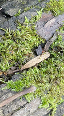 Entodon cladorrhizans