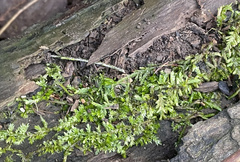 Entodon cladorrhizans