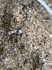 Anoplolepis custodiens