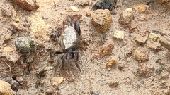 Austruca annulipes