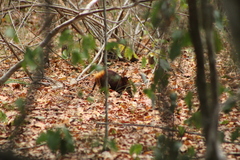 Rhynchocyon chrysopygus