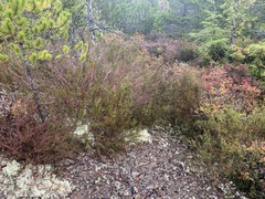 Calluna vulgaris