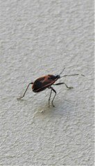 Dindymus circumcinctus