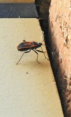 Dindymus circumcinctus