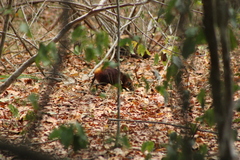 Rhynchocyon chrysopygus