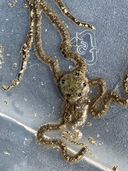 Amphiodia occidentalis