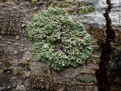 Menegazzia