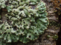 Menegazzia