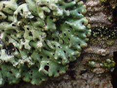 Menegazzia
