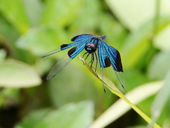 Rhyothemis resplendens