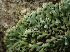 Menegazzia