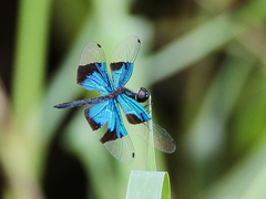 Rhyothemis resplendens