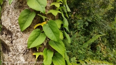 Adenia cordifolia