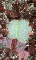 Acanthodoris hudsoni