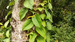 Adenia cordifolia