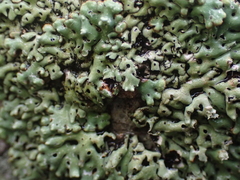 Menegazzia
