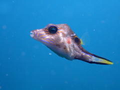 Canthigaster rostrata