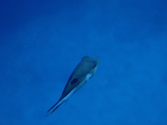 Canthigaster rostrata