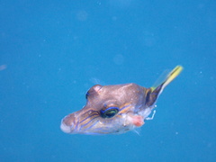 Canthigaster rostrata