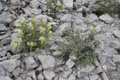 Mentzelia hirsutissima