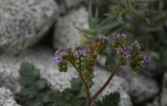 Phacelia crenulata minutiflora