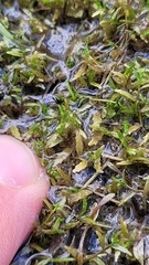 Lobelia perpusilla