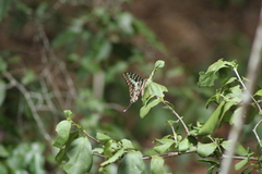 Graphium