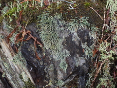 Pilophorus acicularis