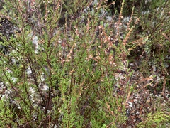 Calluna vulgaris