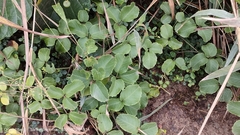 Causonis trifolia
