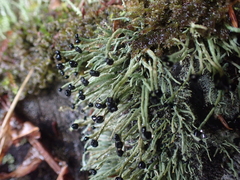 Pilophorus acicularis