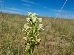 Habenaria epipactidea