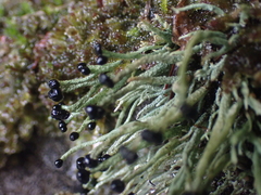 Pilophorus acicularis