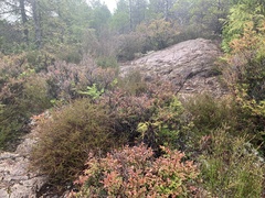 Calluna vulgaris
