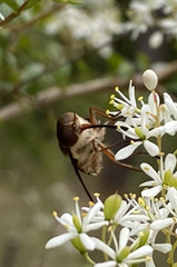 Scaptia auriflua